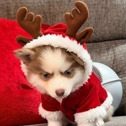 Rumor lavender girl - Lavender female Pomsky puppy in Enid, Oklahoma from Mile Hi Pomskies