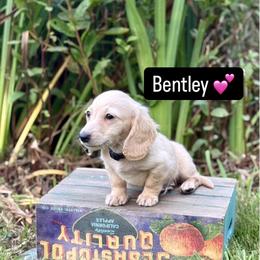 Dachshund Puppies from Northwest Dachshunds