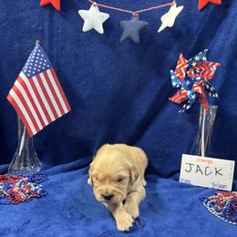 Golden Retriever Puppies from R & K Golden Acres LLC