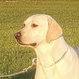 Cookie - Labrador Retriever