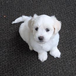 Foster - White male Coton de Tulear puppy in Mead, Oklahoma from Bar W Cotons