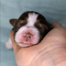 Storm - Red & white female Miniature Australian Shepherd puppy in Harrisonville, Missouri from Trailside Mini Aussies