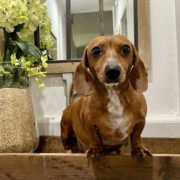 Dachshund puppies from AZ Low Life Doxies