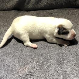 65-04 - Red speckled female Australian Cattle Dog puppy in Sheridan, Oregon from 6pk Cattledogs