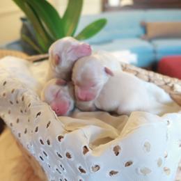 Boy 1 - Cream male Dachshund puppy in Walla Walla Valley, Oregon from English Cream Dachshunds