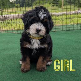Minnetonka - Tri-color female Bernedoodle puppy in Cambridge, Minnesota from Country Meadow Doodles