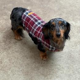 Bodhi - Dachshund