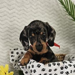 Speckles - Dapple male Dachshund puppy in Utica, Ohio from Poodle Me Crazy