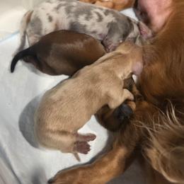 Kristoff - Fawn (Isabella) male Dachshund puppy in Vacaville, California from SchmooterBabies