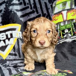 Po - Cream male Dachshund puppy in Hornbeck, Louisiana from A&Z Mini Dachshunds