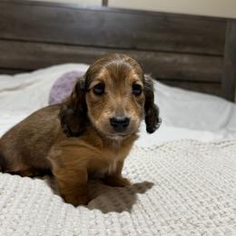 Shaded cream girl - Cream female Dachshund puppy in Defuniak Springs, Florida from Anastasia Knight's Cocker Spaniels