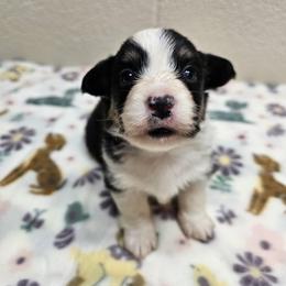 Fred - Black and tan male Pembroke Welsh Corgi puppy in Castle Rock, Washington from Heckman Corgis