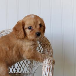Dill - Red male Cavapoo puppy in Springtown, Texas from North Texas Puppies