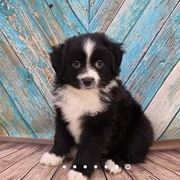 Ellen - Black & white female Toy Australian Shepherd puppy in West Point, Nebraska from Plum Creek Aussies