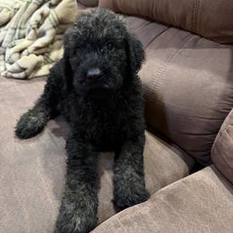 Mystic - Black female Poodle puppy in Flora, Illinois from Hanging Rock Poodles
