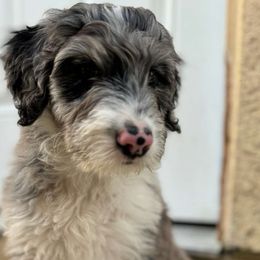 Branch - Blue merle Aussiedoodle puppy in Moreno Valley, California from Rainbow SoCal Doodles