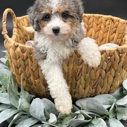 Aperol Spritz - Merle female Cavapoo puppy in Austin, Texas from Doodles of Central Texas