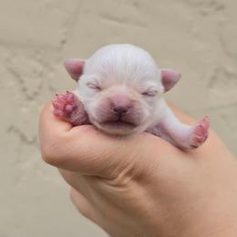 Girl 1 - Fawn female Chihuahua puppy in Vineland, New Jersey from Royal Companion's