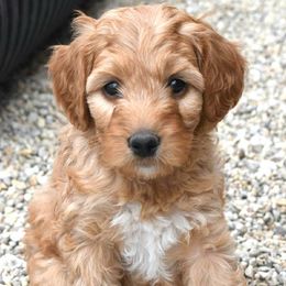 Australian Labradoodles and Double Doodles from Maid in Montana Australian Labradoodles