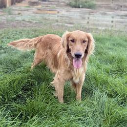 ROSS - Golden Retriever