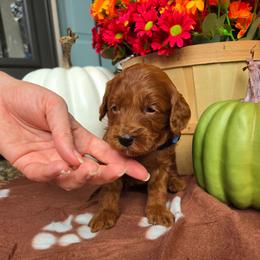 Sky Blue - Apricot male Goldendoodle puppy in Little Rock, Arkansas from Adorable Mini Doodles LLC