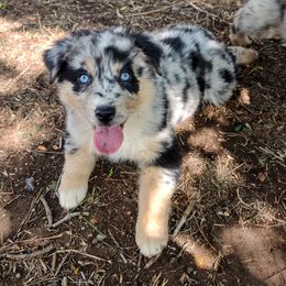 Australian Shepherd Puppies from Southern Boy Blues Aussies