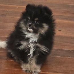Smudge 760 960-2619 - Black and tan parti male Pomeranian puppy in El Centro, California from BabyBooPoms