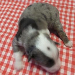 Boy 1 - male Toy Australian Shepherd puppy in Warrensburg, Missouri from Booty Shaker Toy and Miniature Poodles and Aussies