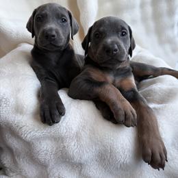 Doberman Pinscher Puppies from Haus of Hound