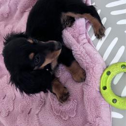 Sussie - Black and tan female Dachshund puppy in Boston, Massachusetts from London’s puppies