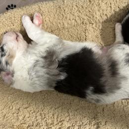 Border Collie Puppies from Roaring River Border Collies
