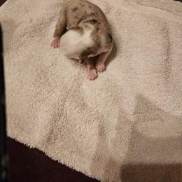 Louie - Red merle male Toy Australian Shepherd puppy in Ocala, Florida from Crazy Aussie Chaos