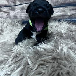 Lime Green - Black male Cane Corso puppy in Fritch, Texas from Carrie Brown's Cane Corsos