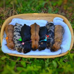 Companion Cross, Mal-Shi, Maltese, Maltipoo, Morkie, and Shih Tzu Puppies from Seeking Shalom Acres Maltese, Maltipoos & Havamalts