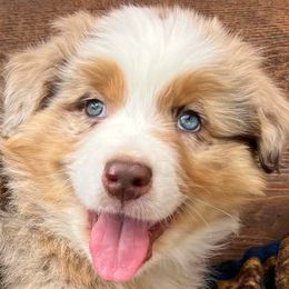Australian Shepherd Puppies from Black Canyon Corral Aussies