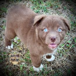Rosalina - Red & white female Australian Shepherd puppy in El Dorado Springs, Missouri from HP Aussie Kennels