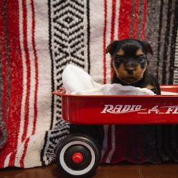 Yorkshire Terrier Puppies from Sharon Gellerman's Yorkshire Terriers