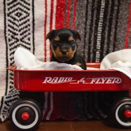 Yorkshire Terrier Puppies from Sharon Gellerman's Yorkshire Terriers