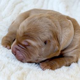 Franklin - White - Dark golden male Golden Retriever puppy in San Martin, California from Church Creek Retrievers
