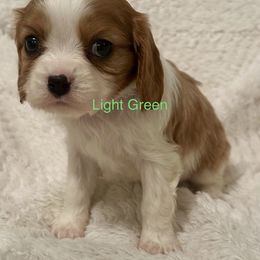 Cavalier King Charles Spaniel Puppies from Rhonda Davis