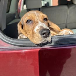 Basset Hound Puppies from Dretzka’s Blessed Basset Hounds