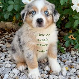 Van - Blue merle male Miniature Australian Shepherd puppy in Midway, Texas from L Bar W Aussie Ranch