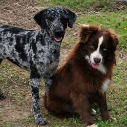 Aussiedoodles from Triple Creek Aussies and Doodles
