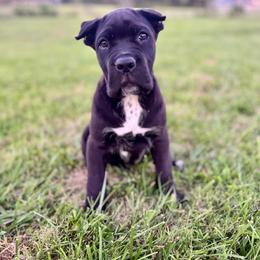 Cane Corso Puppies from Clarkrange Corsos