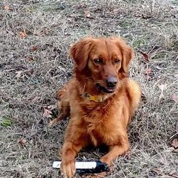 Golden Retriever All Grown Up from Carolina's Goldcountry  Kennel