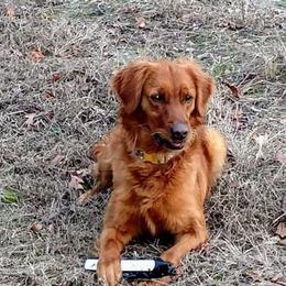 Golden Retriever All Grown Up from Carolina's Goldcountry  Kennel