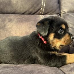 Odin - Black and tan male Rottweiler puppy in Newfoundland, Pennsylvania from Poconopaws