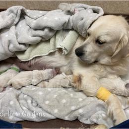 Golden Retriever Puppies from Skarlotte Goldens