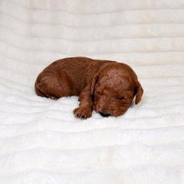 F1B Goldendoodle Barnacle - Red  male Goldendoodle puppy in Redding, California from Casa Delarosa Collective Poodles & Doodles
