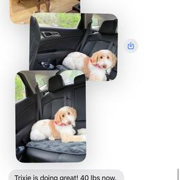 Goldendoodle and Poodle Puppies from Florida Coast Golden Doodles